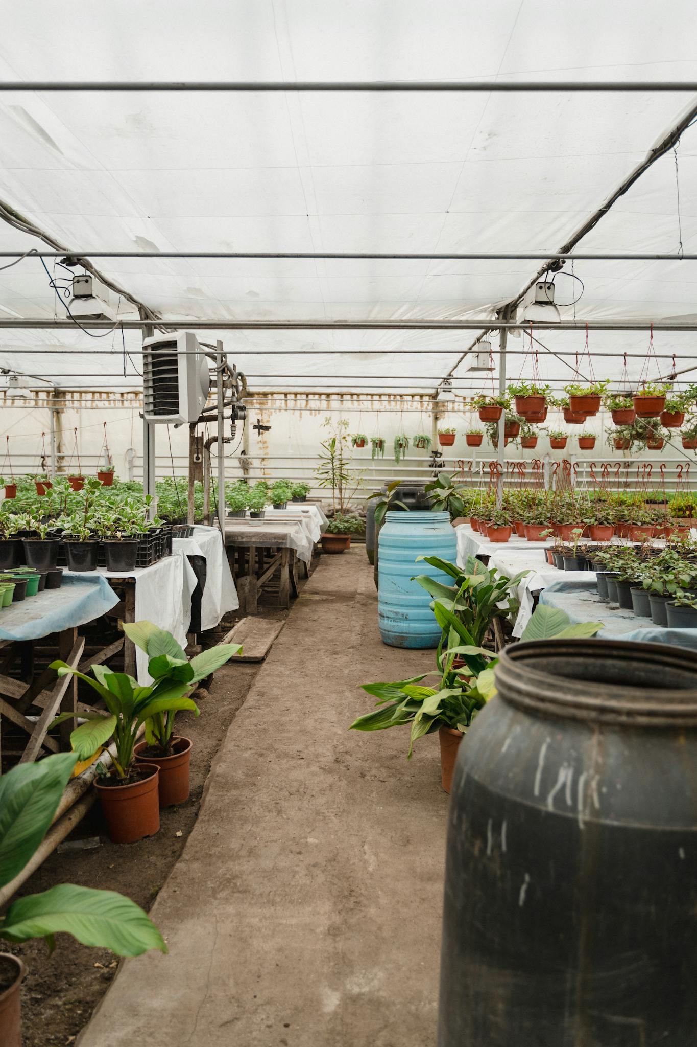 A well-maintained indoor greenhouse filled with various potted plants and gardening equipment.