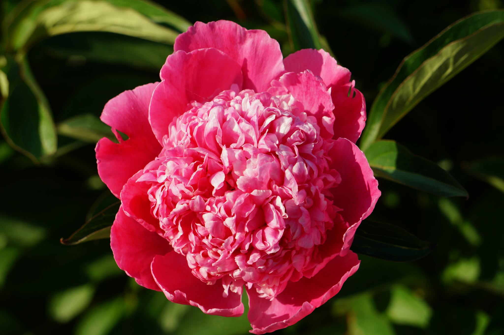 Close-up of a vibrant pink peony flower in full bloom outdoors.