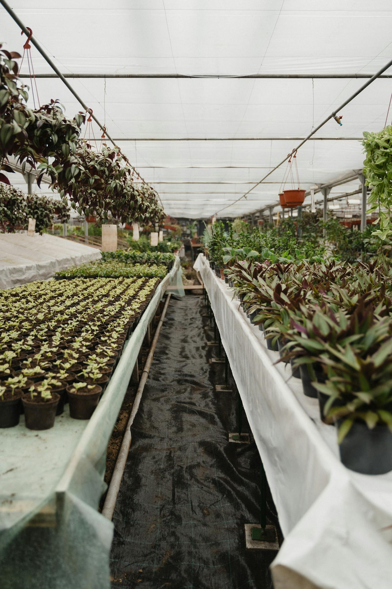Explore a vibrant greenhouse filled with diverse potted plants and lush greenery.