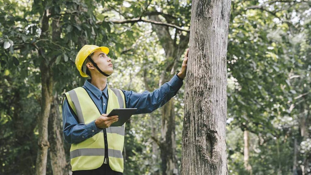tree removal sydney