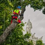 tree removal sydney
