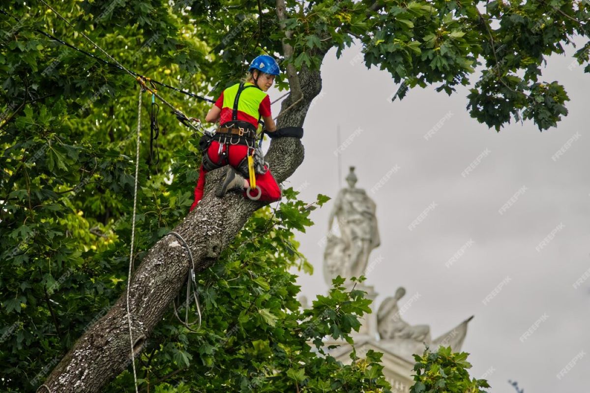 tree removal sydney