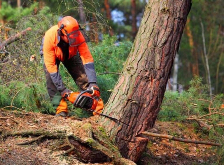tree cutting services near me